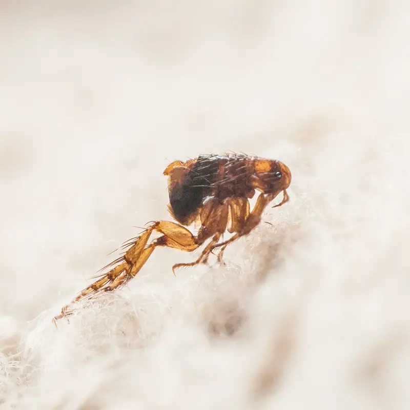 Flea Bites vs Bed Bug Bites