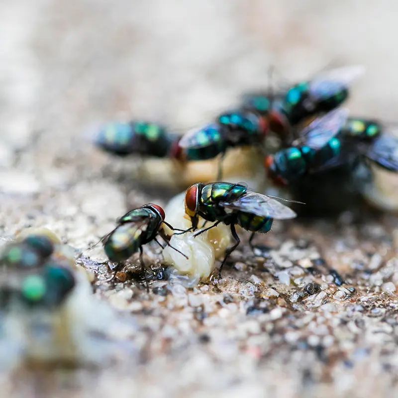Fly Infestation In House
