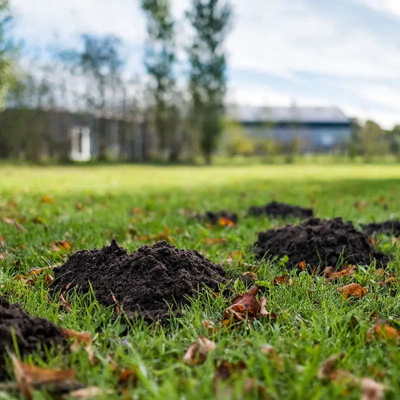 Mole Hills In Garden