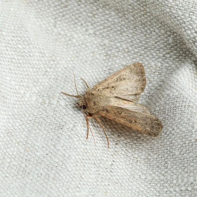 What To Do About Moths In Your Home
