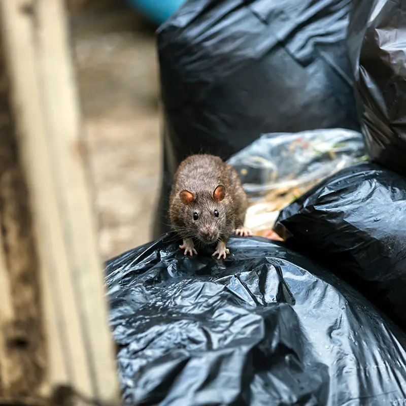 How To Get Rid Of Rats In Your Garden