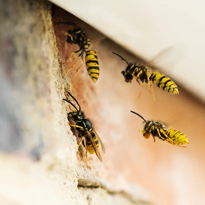 How To Get Rid Of A Wasp Nest