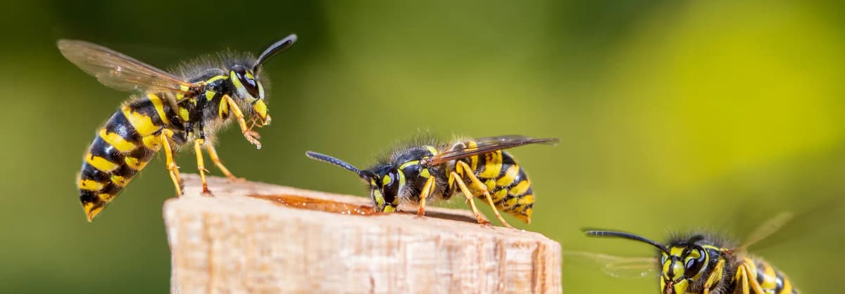 GEM Services pest control in Kent