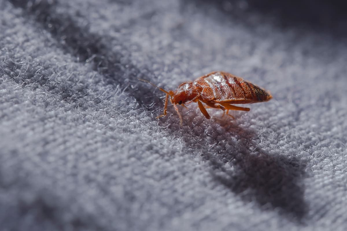 Bed Bug Treatment in Dartford pest control service