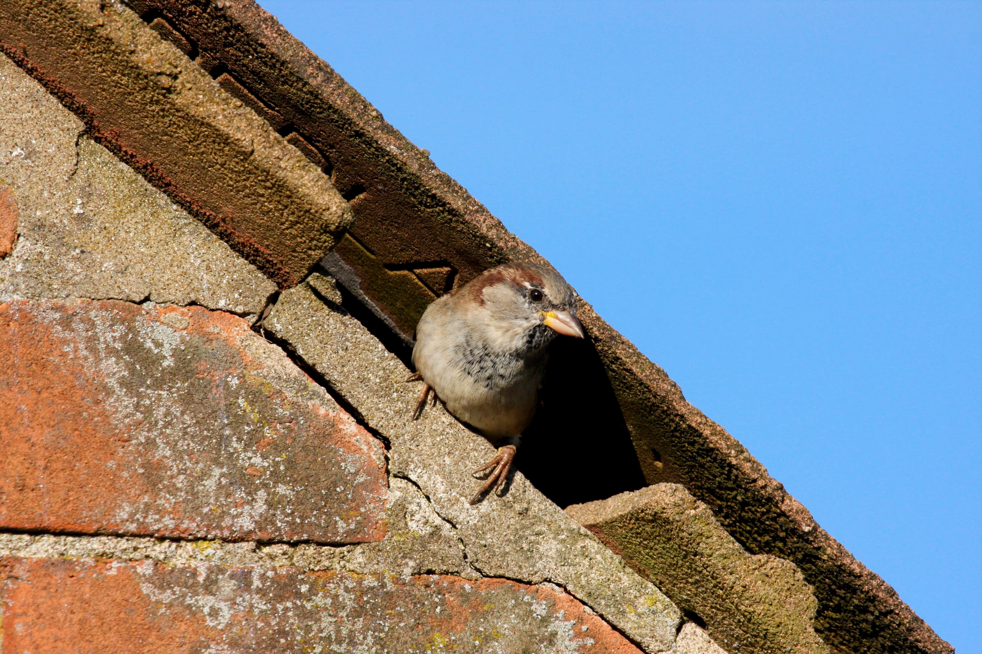 Bird Control in Joydens Wood pest control service