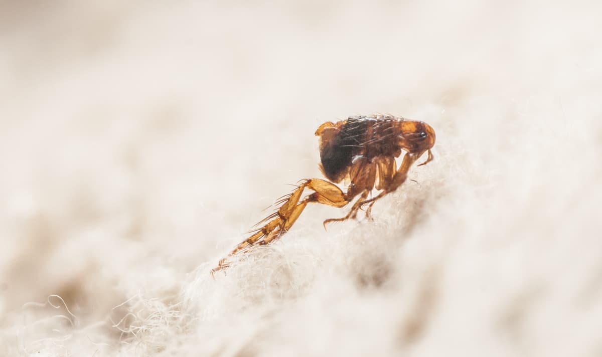 Flea Treatment in Kent