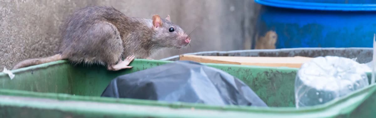 Rat Control in Kent