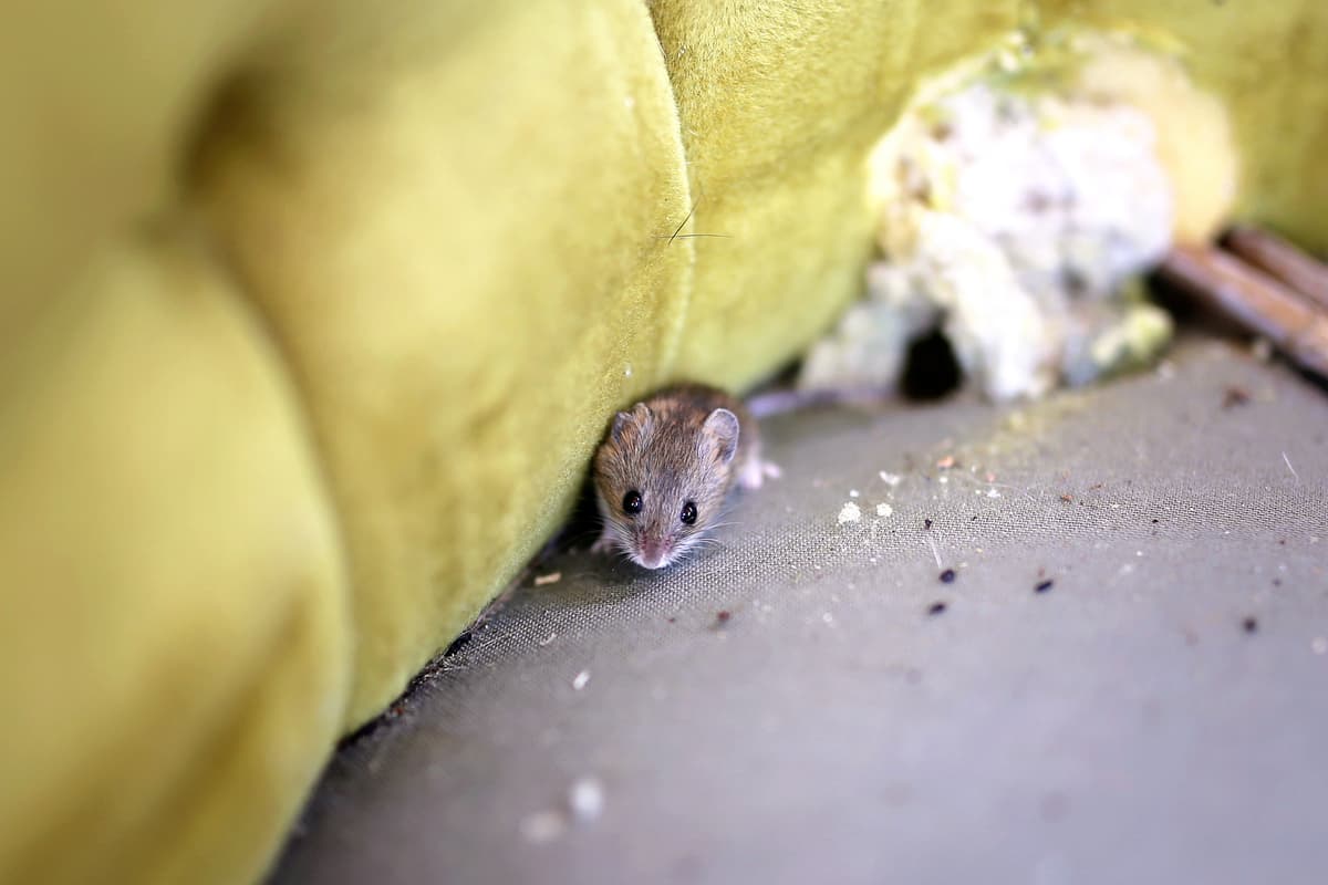 Mouse Control in Kent