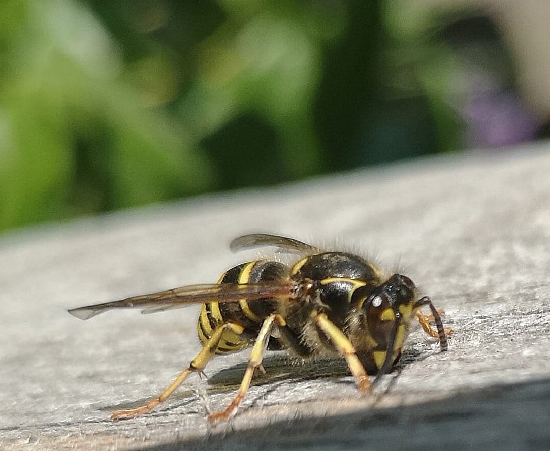 Wasp Nest Removal