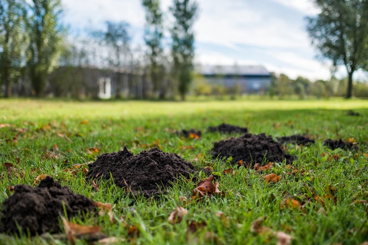 Mole Control in Kent