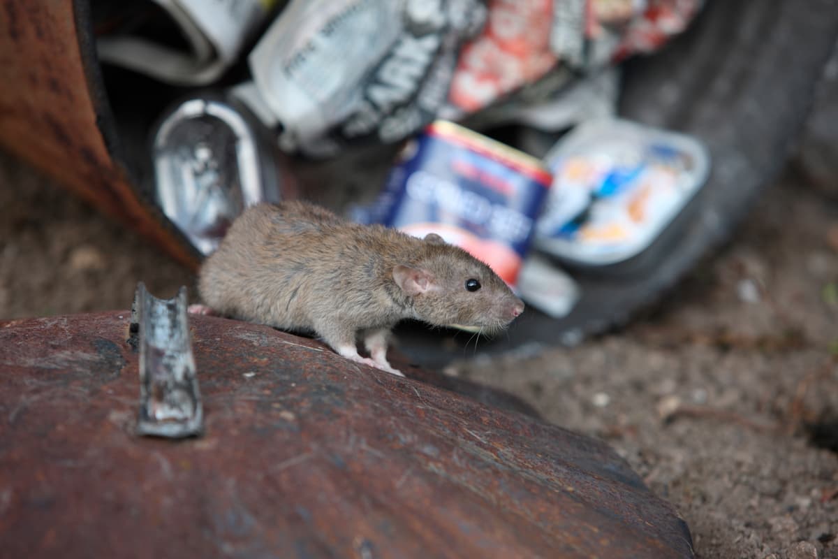 Rat Control in Medway pest control service