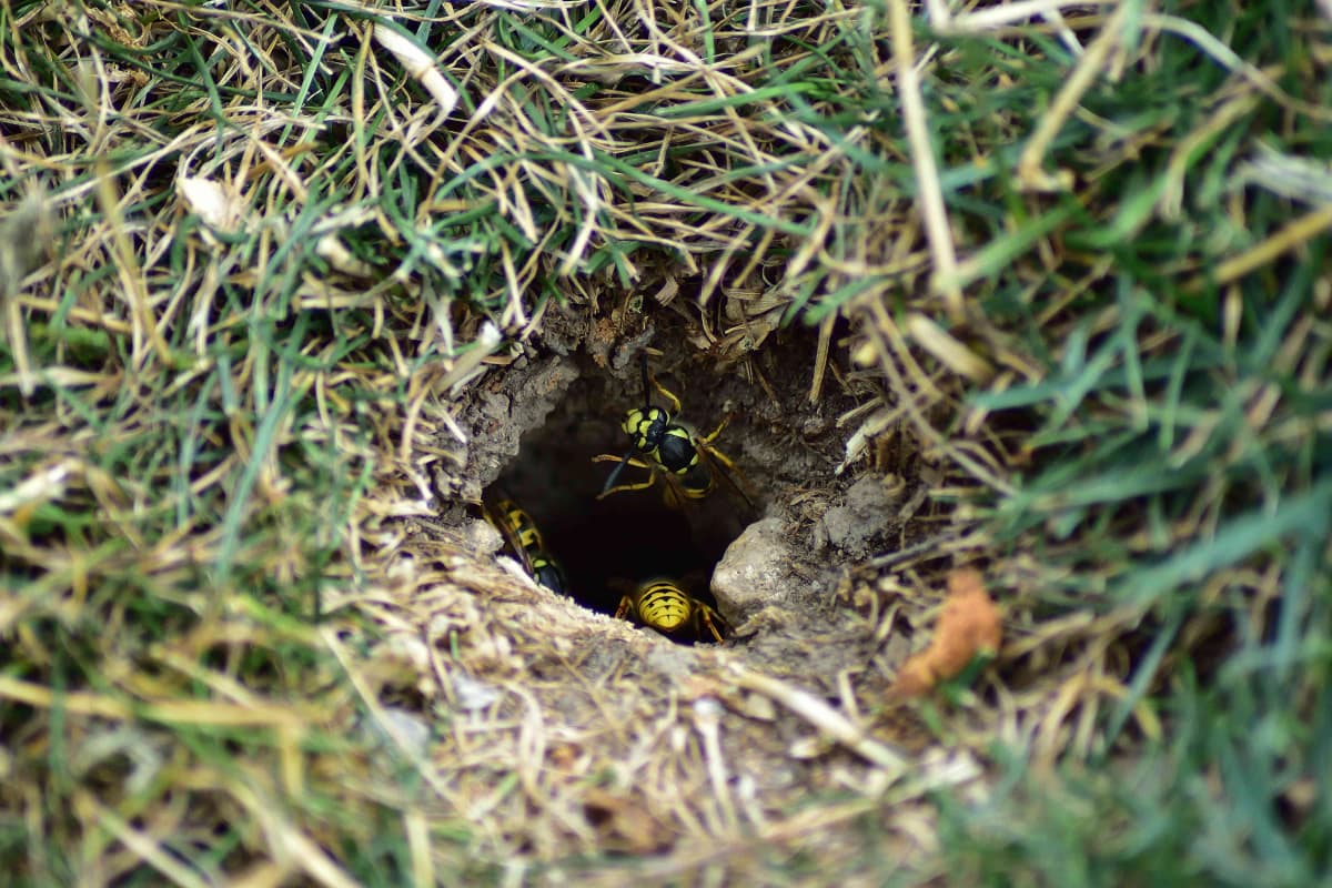 Wasp Nest Removal in Kent