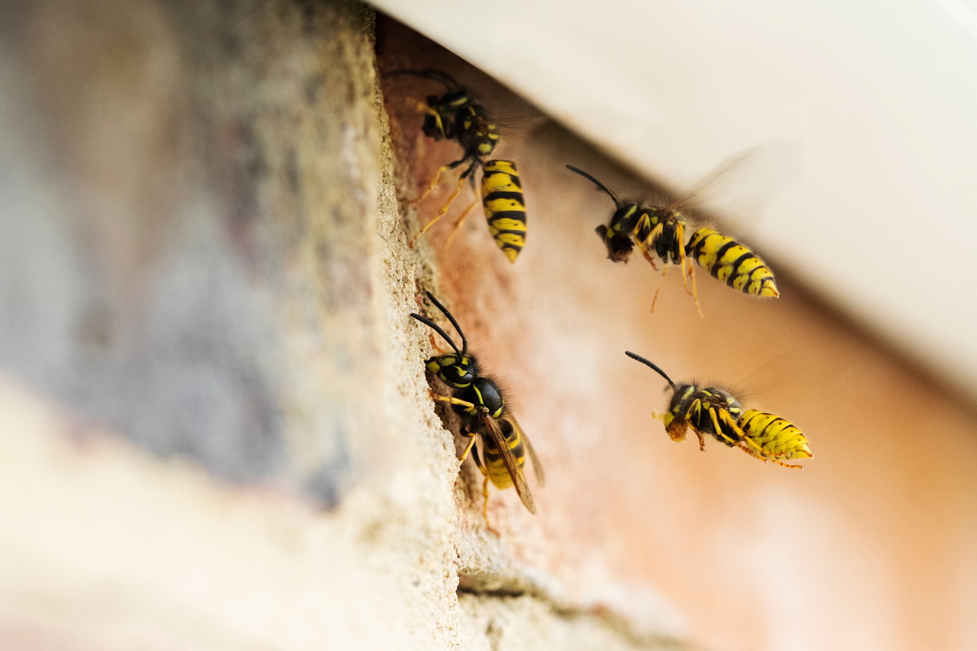 Wasp Nest Removal in Bridge pest control service