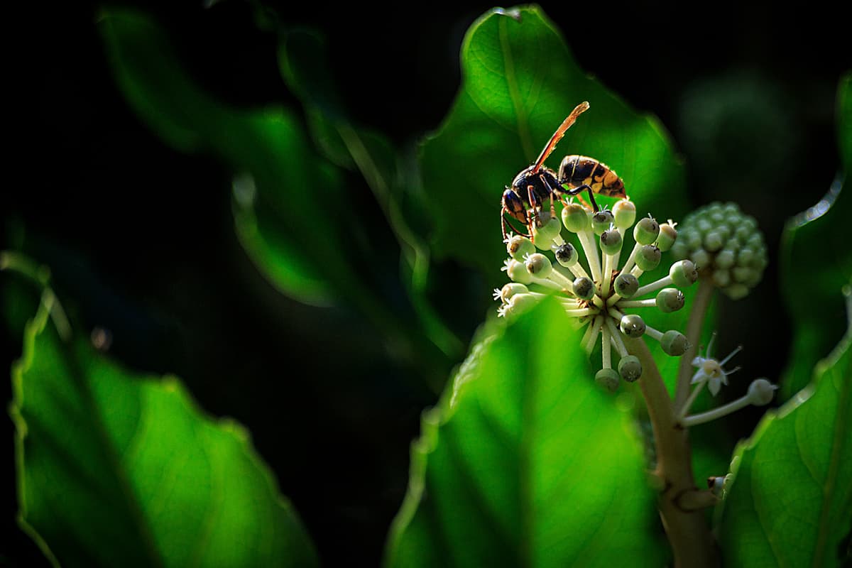 A wasp-like insect perches on a cluster of small round flower buds surrounded by large green leaves in dim light.