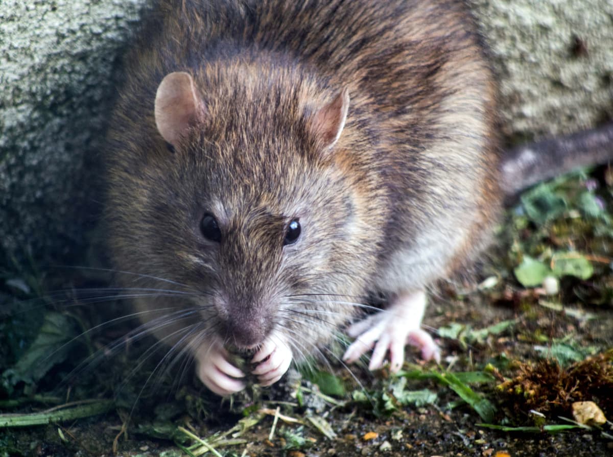 a rat in a garden chewing on some food